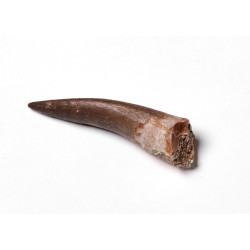 Spinosaurus-Zahn (ca. 4 cm)